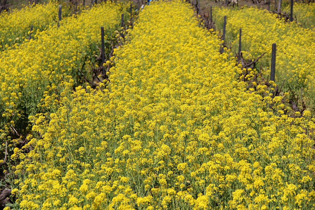 flowers spring portugal free photo