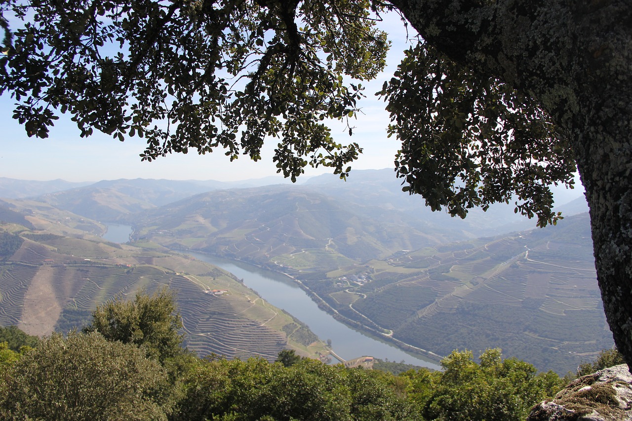 flowers mountains douro free photo