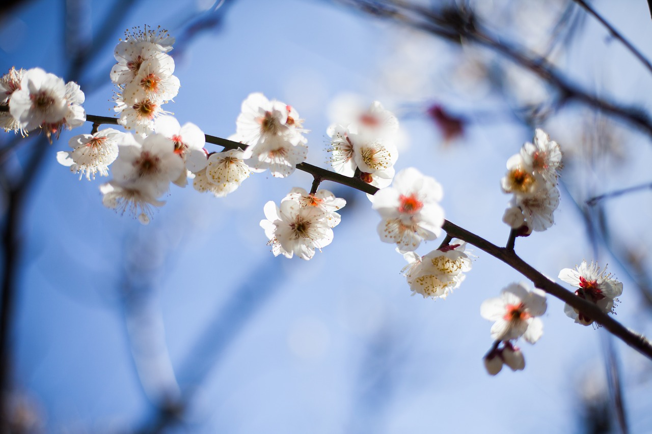 flowers one business spring free photo