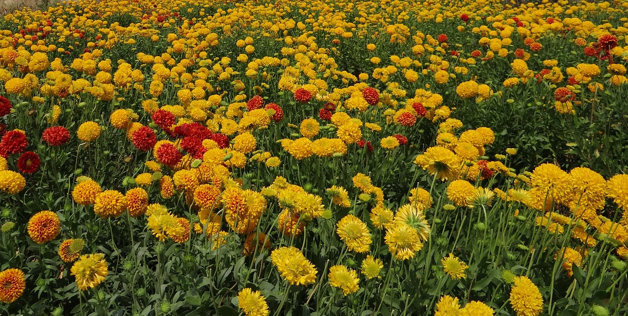 flowers wildflowers chrysanthemum free photo