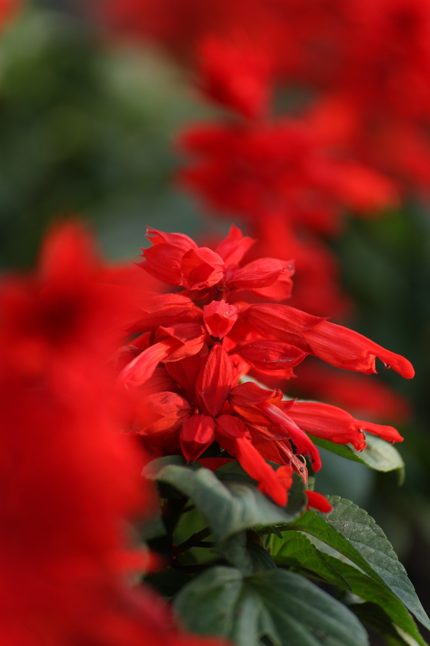 flowers nature red flower free photo