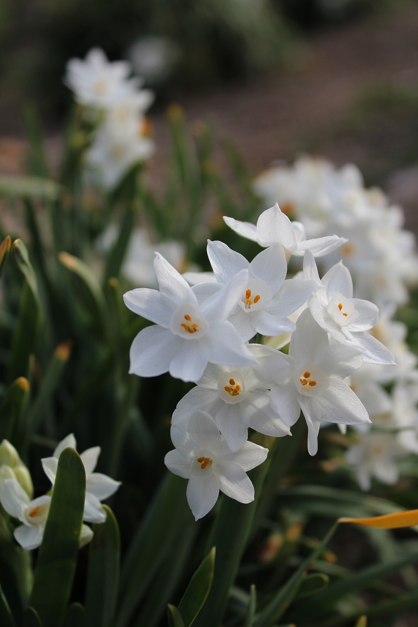 flowers white bulbs free photo