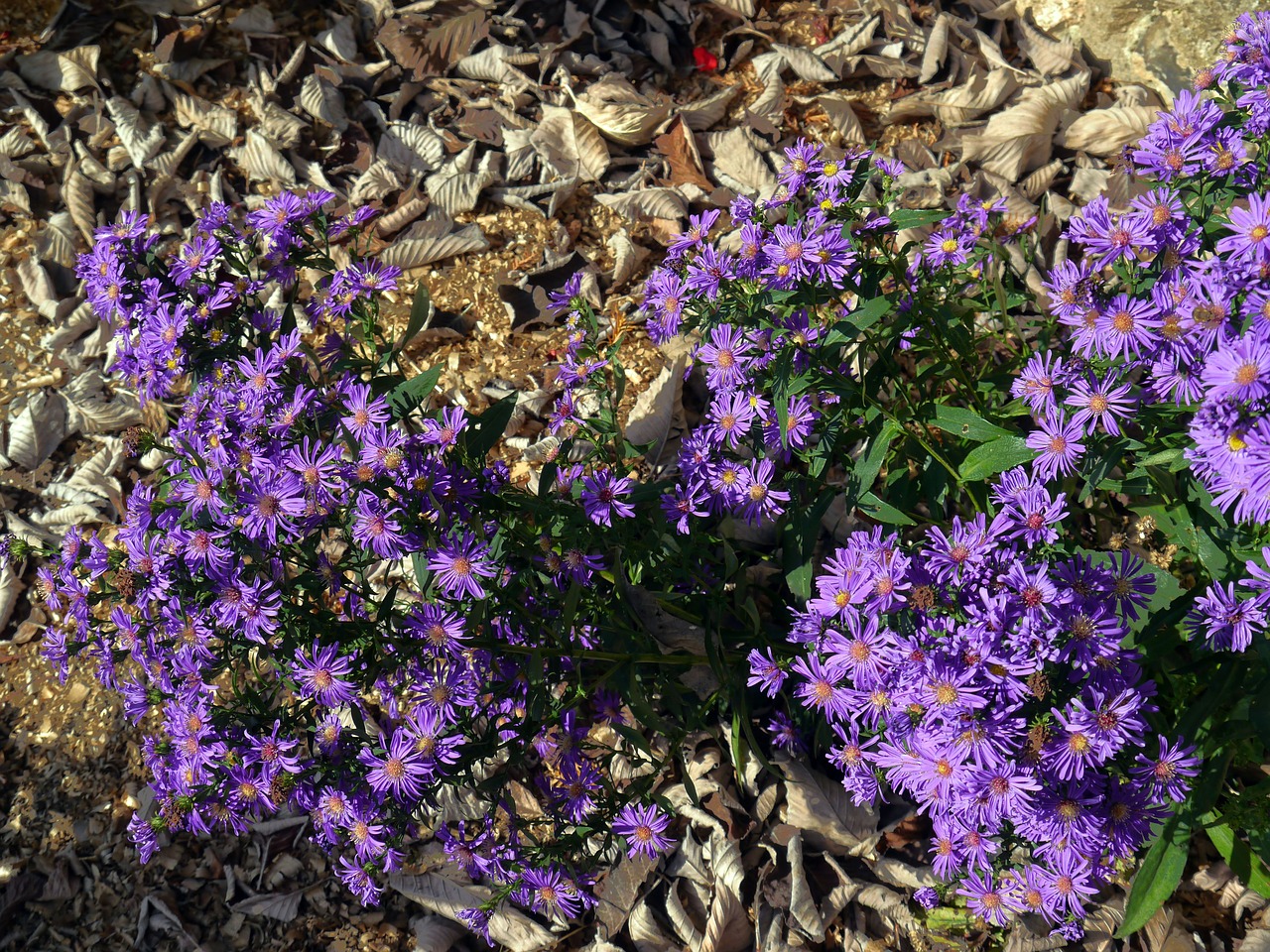 flowers leaves plant free photo