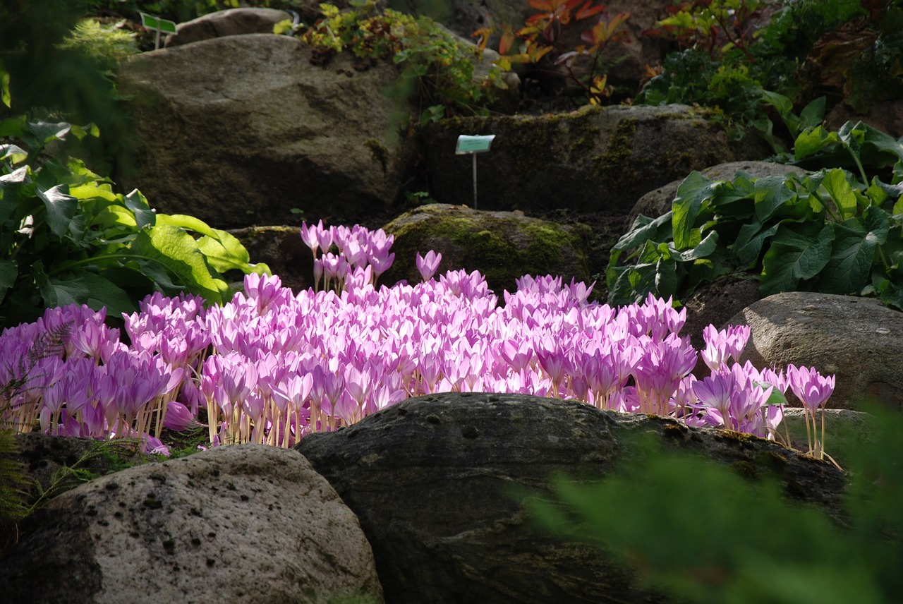 flowers garden rocks free photo