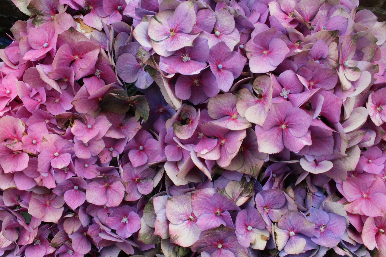 flowers in bloom purple free photo