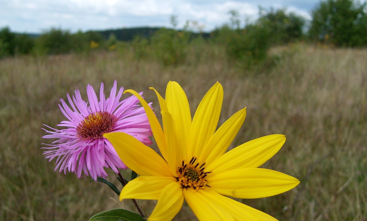 flowers colors nature free photo