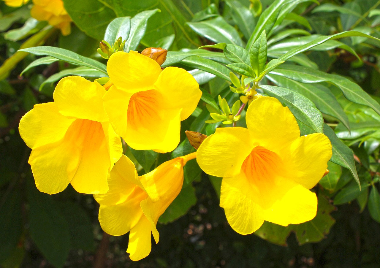 flowers yellow yellow flowers