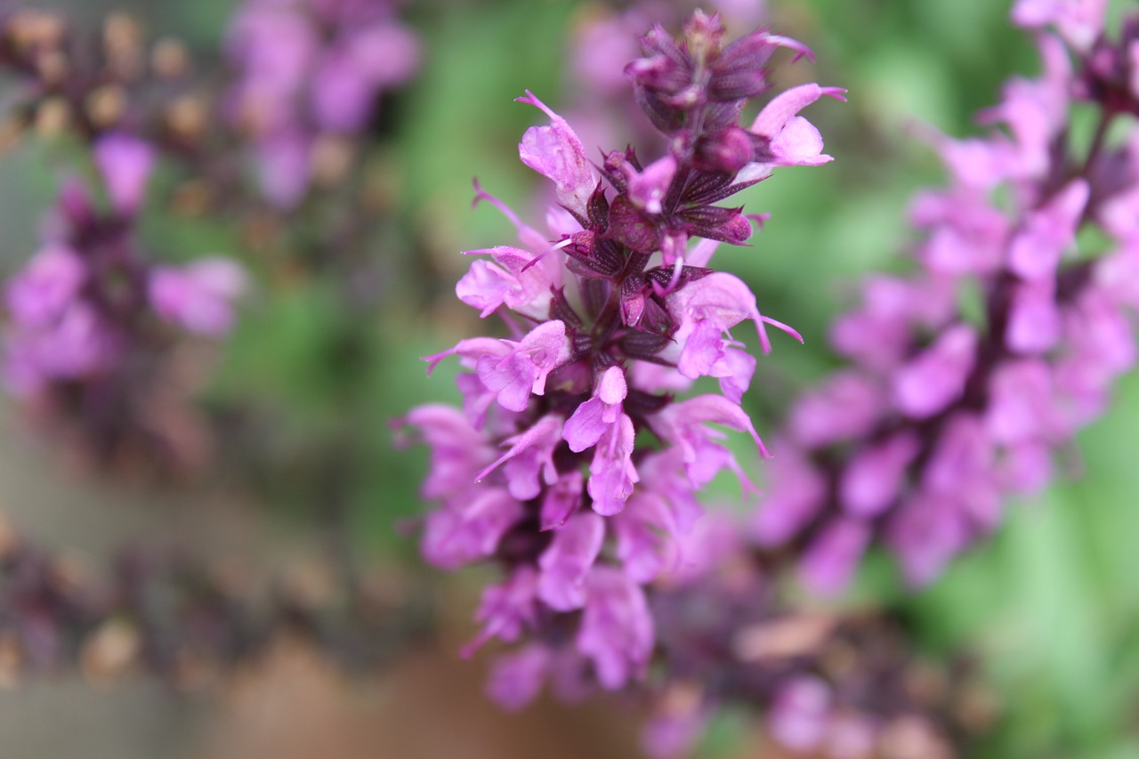 flowers purple flowers purple free photo