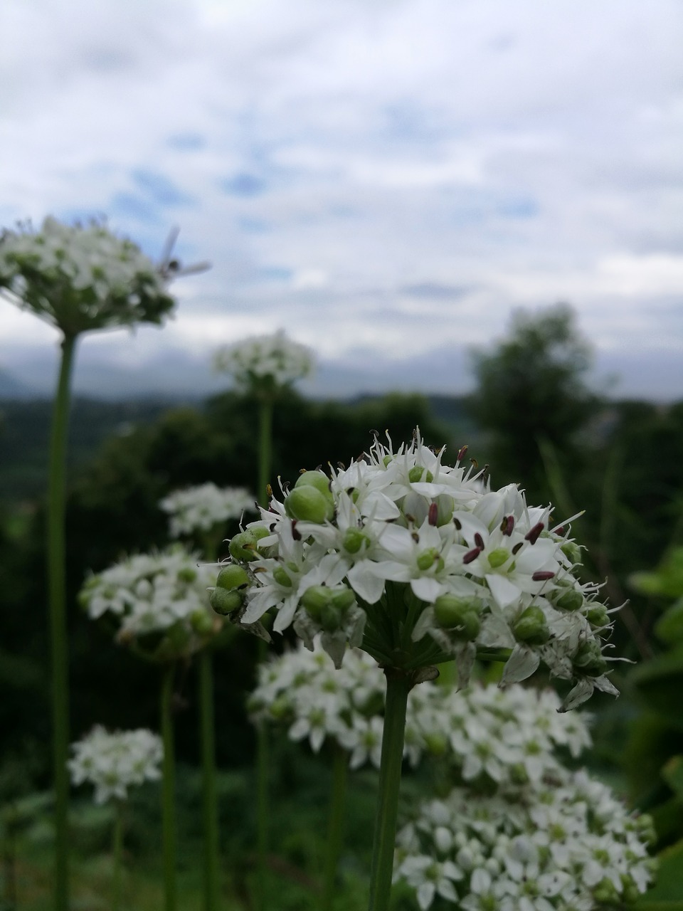 flowers macro image white flower free photo