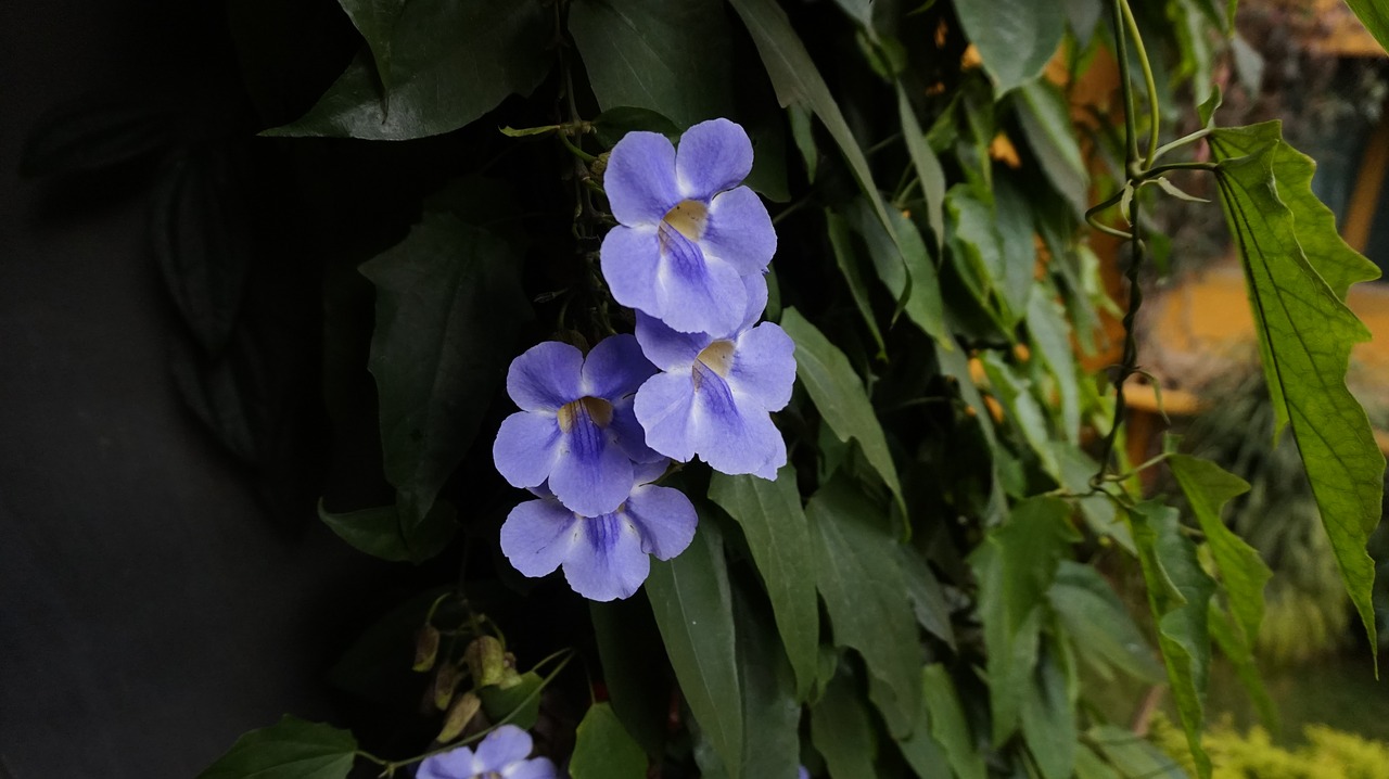 flowers blue color free photo