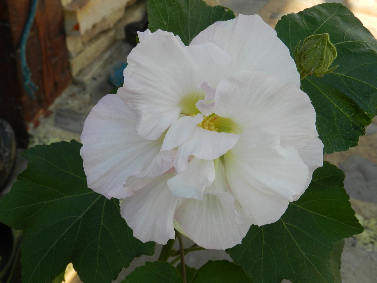 flowers white flower plant free photo