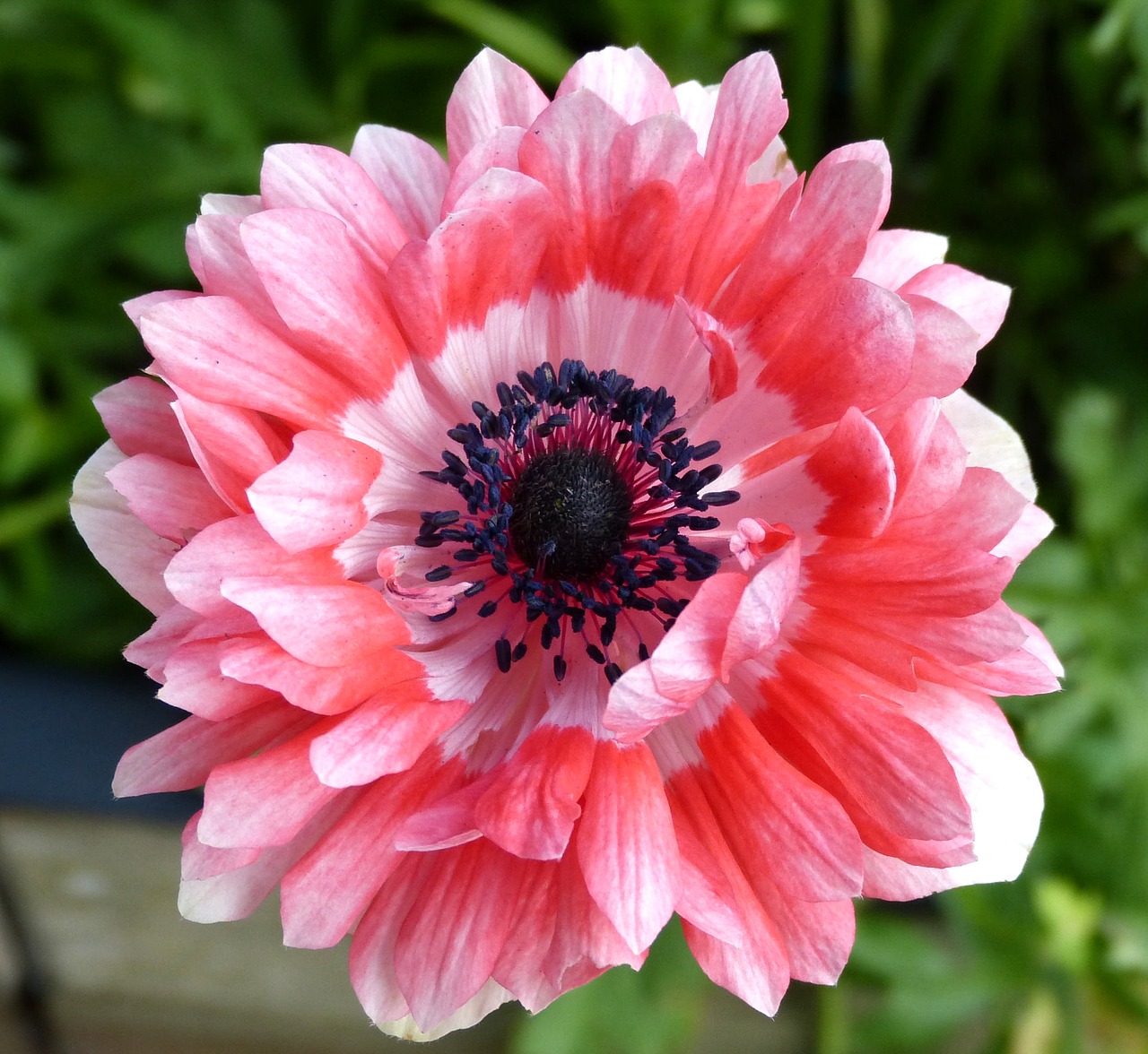 flowers pink plant free photo