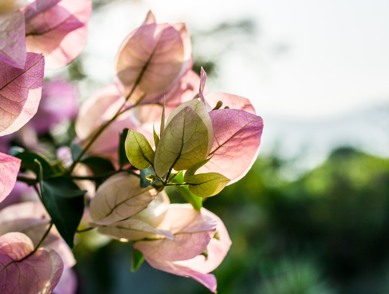 flowers shrub bloom blossom free photo