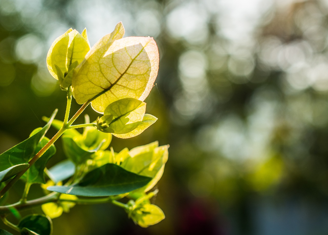 flowers shrub bloom blossom free photo