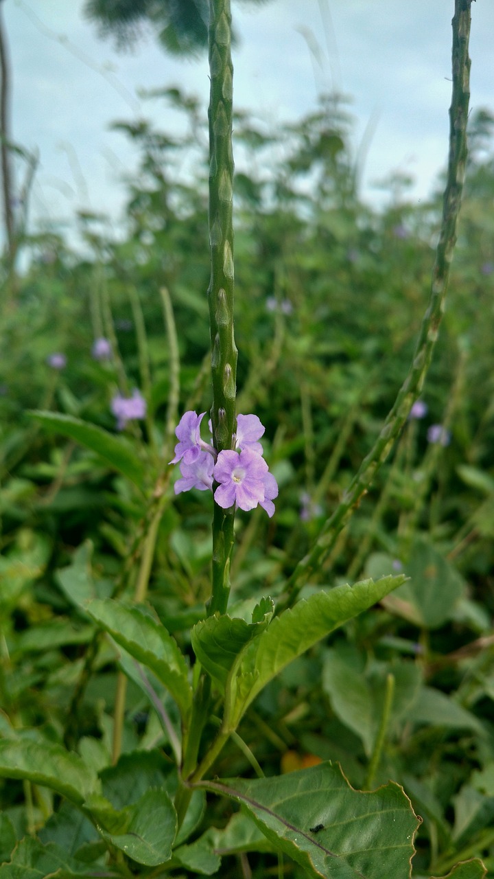 flowers green plants free photo