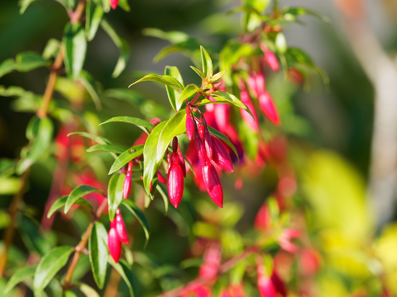 flowers fuchsia nature free photo