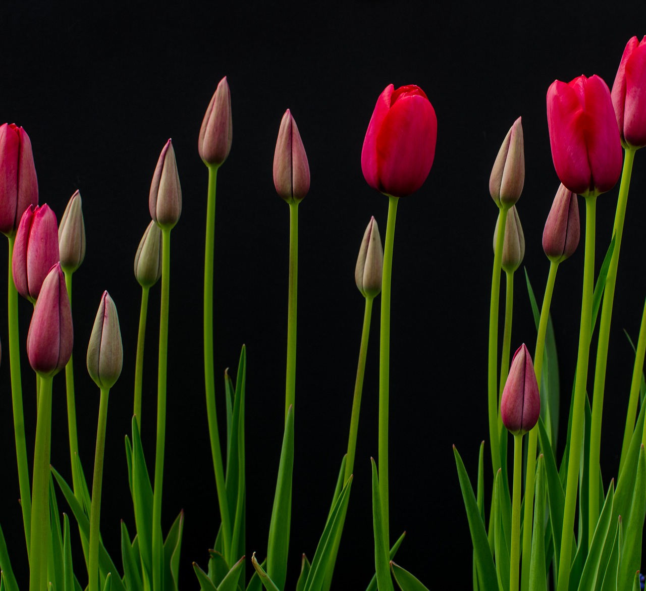 flowers tulips bloom free photo