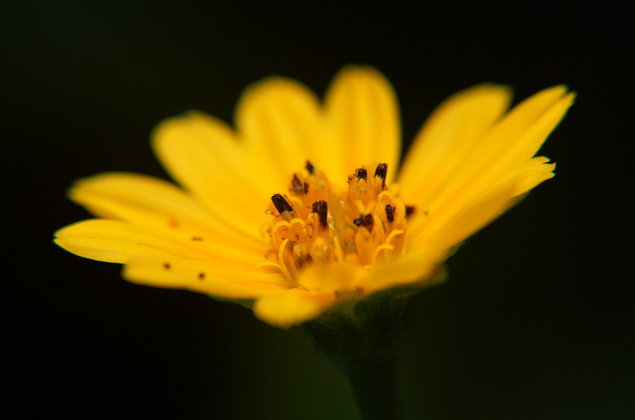 flowers garden yellow free photo