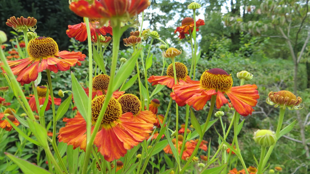 flowers color autumn free photo