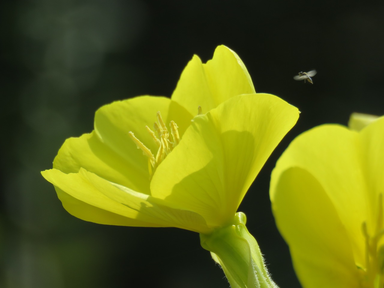 flowers nature yellow flowers free photo