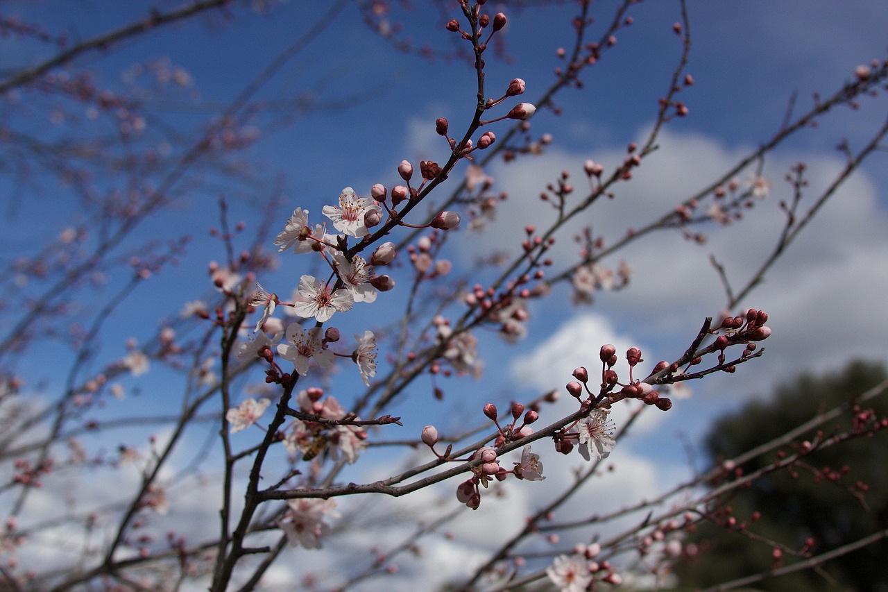 flowers spring plum tree free photo
