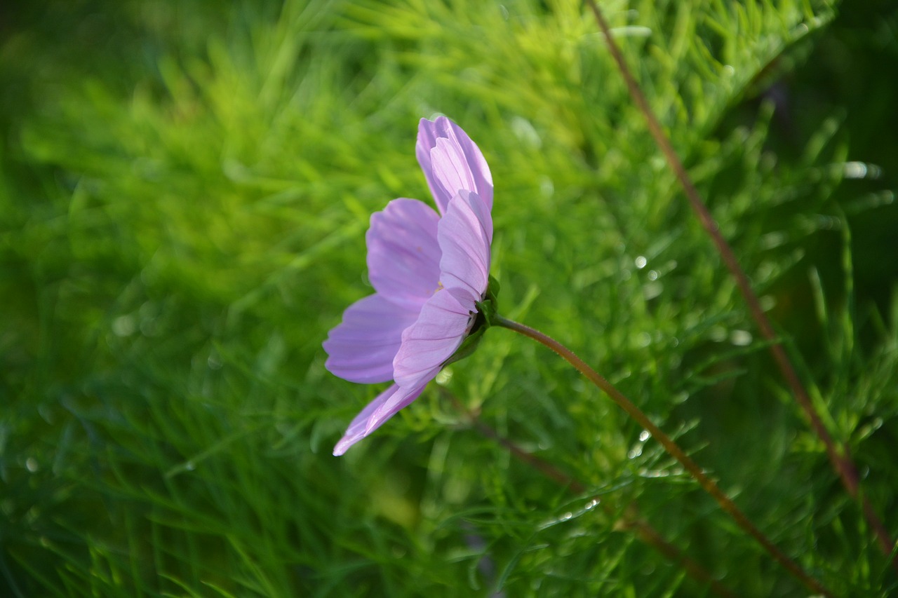 flowers profile flower flower color purple free photo