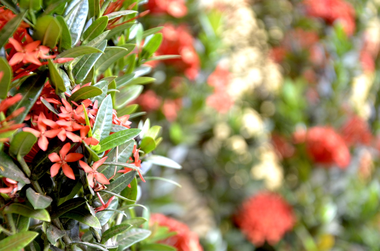 flowers red blur free photo