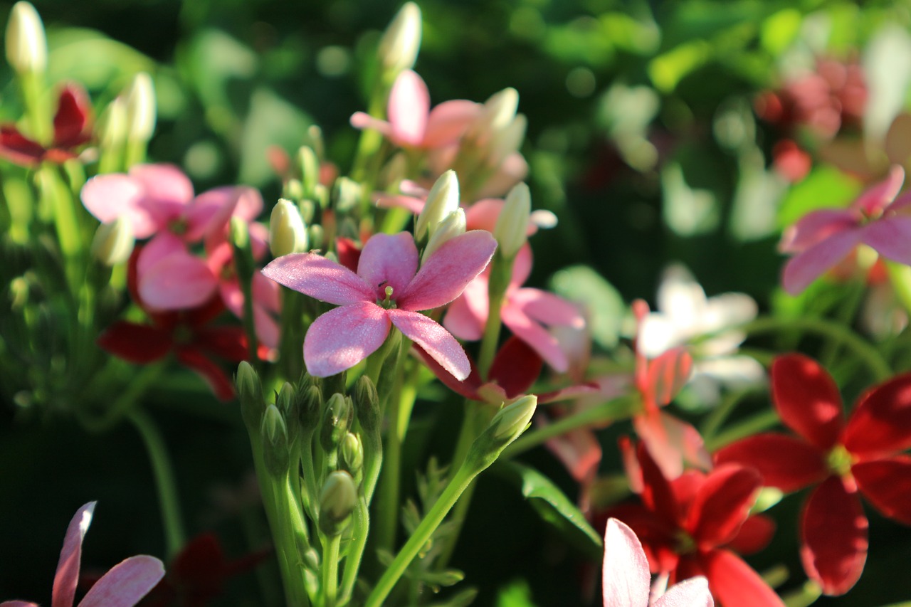 flowers pink red free photo