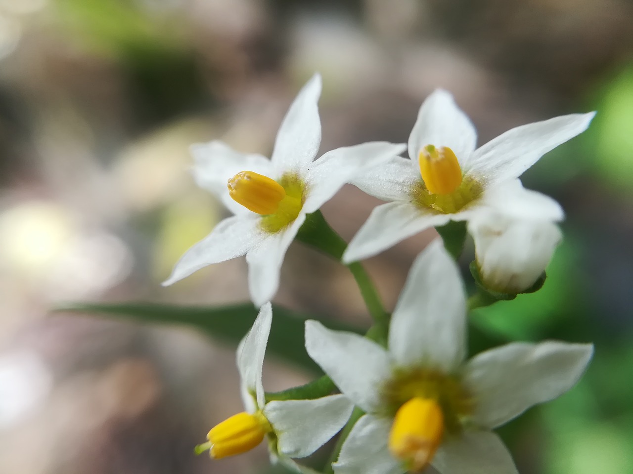 flowers white nature free photo