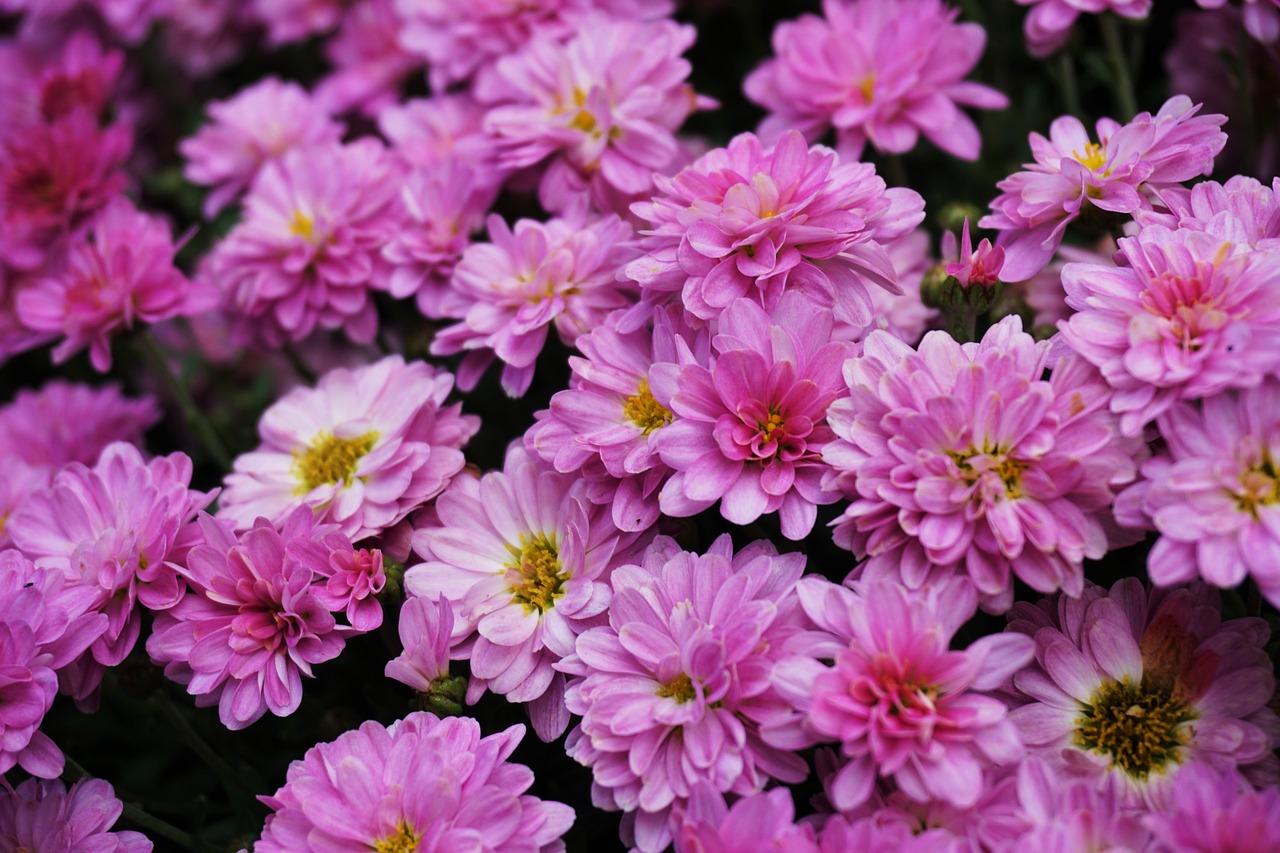 flowers pink pink flower free photo