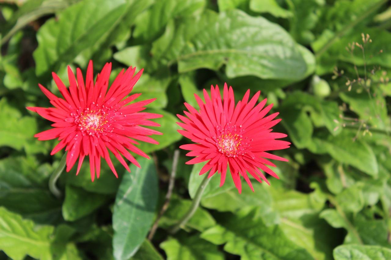 flowers red summer free photo