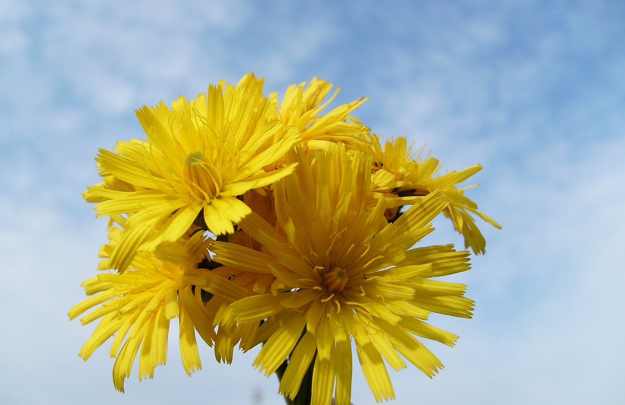 flowers sky nature free photo