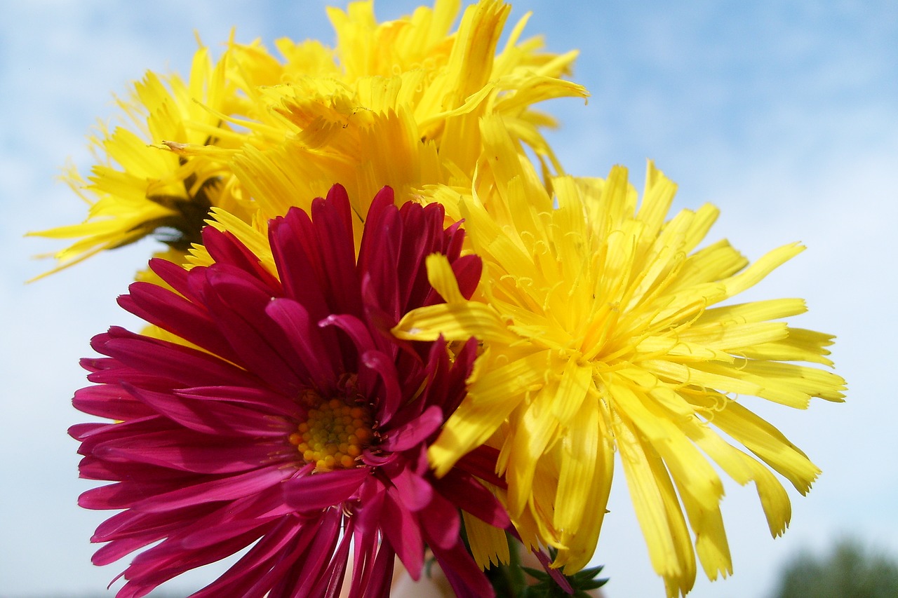 flowers composition colorful free photo