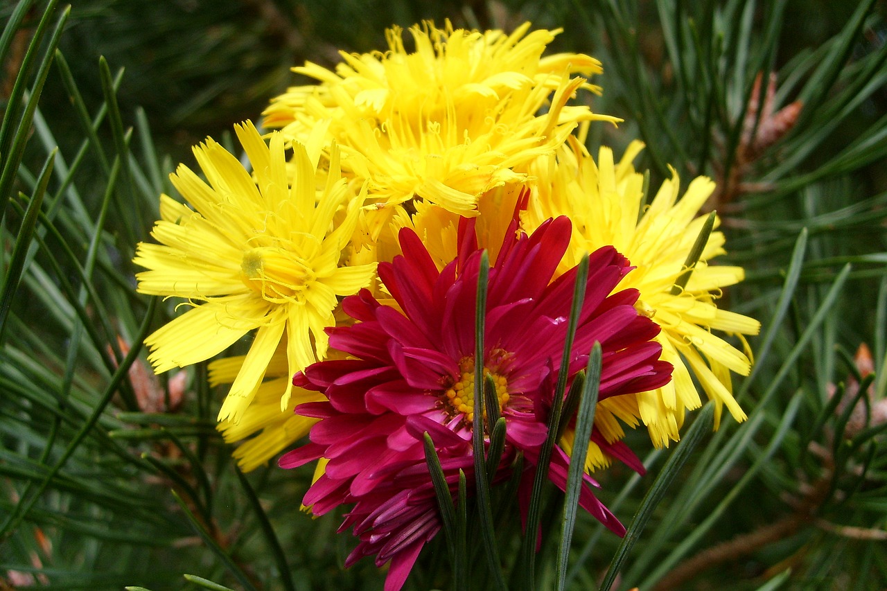 flowers meadow nature free photo