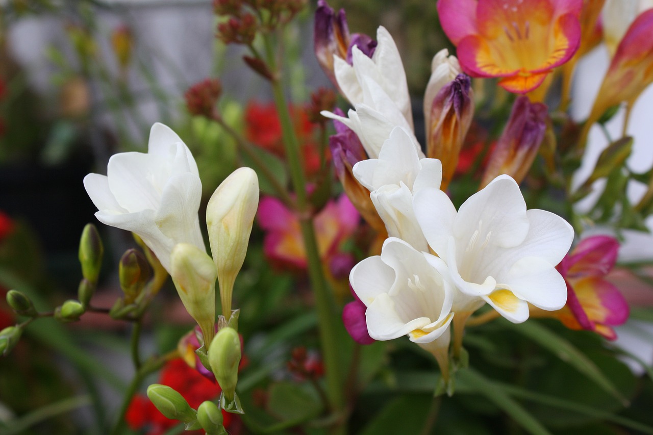 flowers jonquil garden free photo