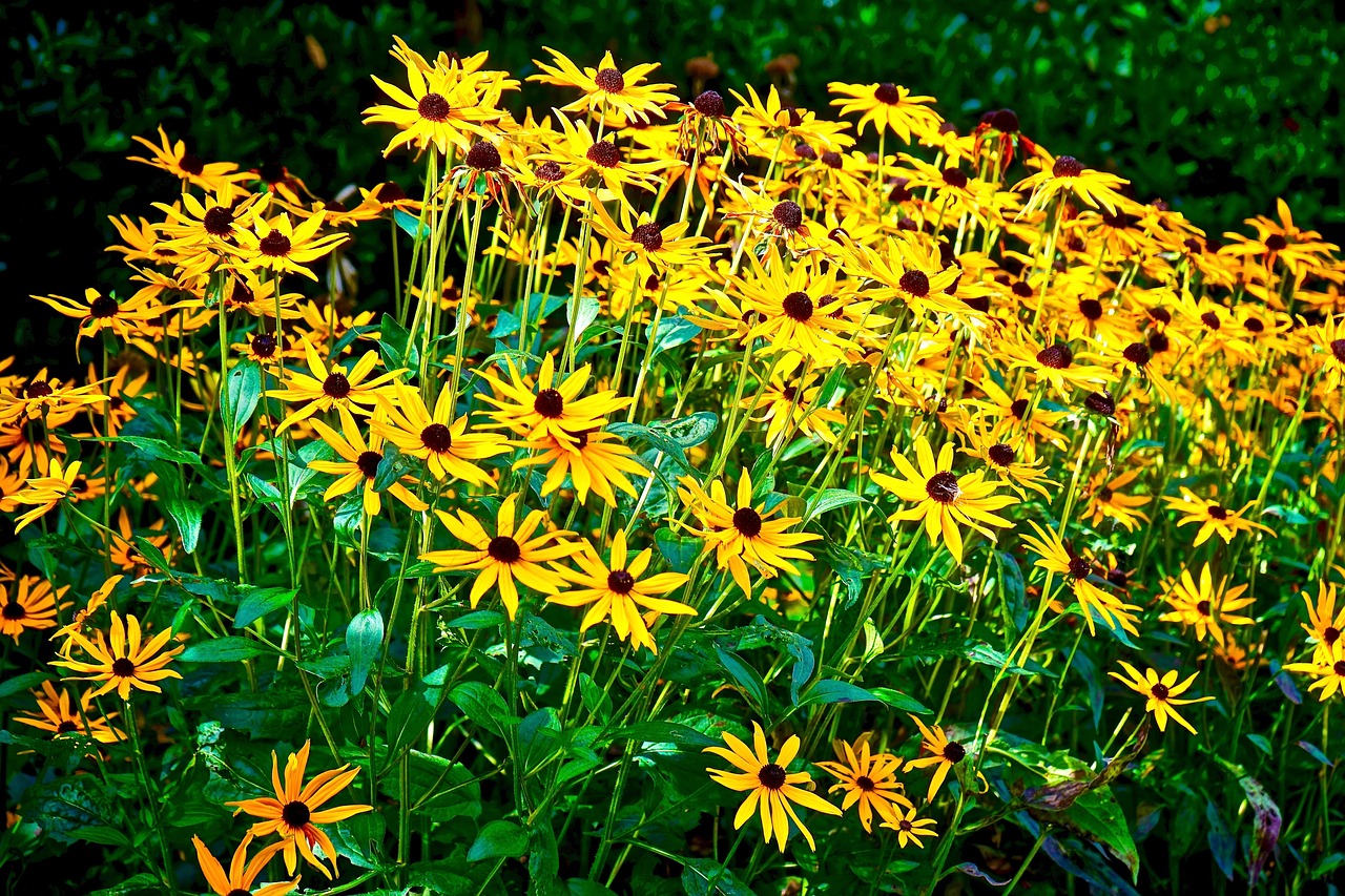 flowers yellow yellow flowers free photo