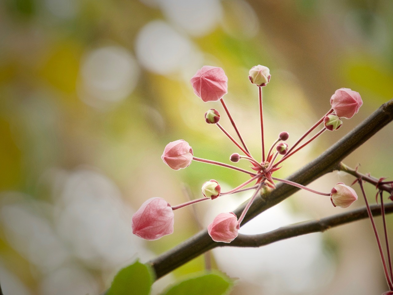 flowers small flowers nature free photo