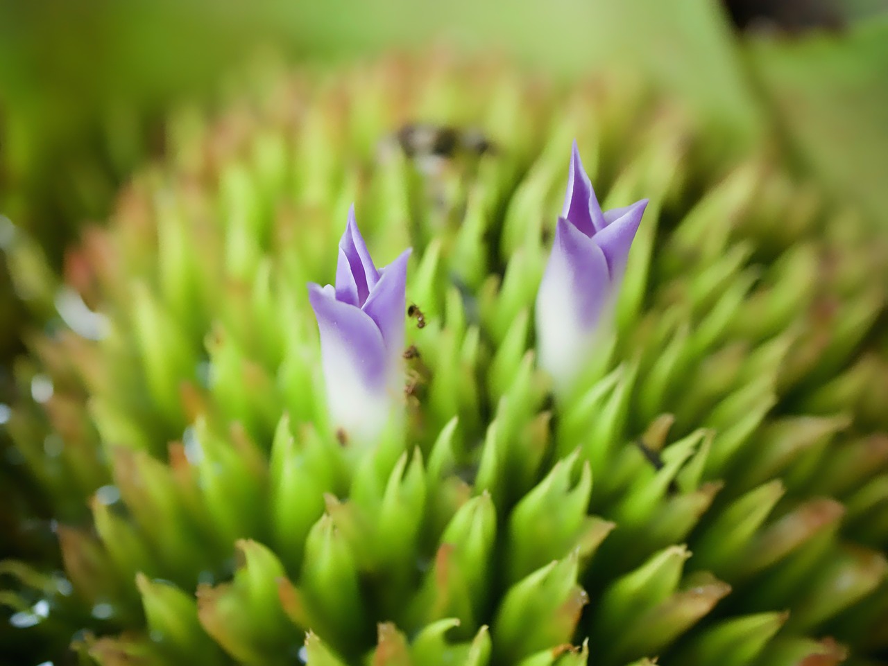 flowers nature the small flowers free photo