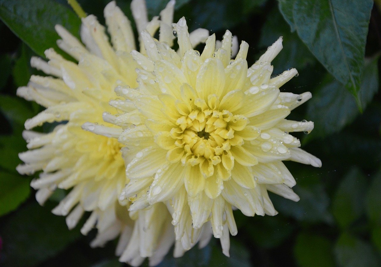 flowers petals yellow white nature free photo