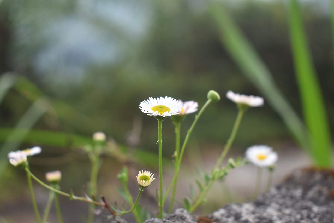 flowers wild flowers white flowers free photo