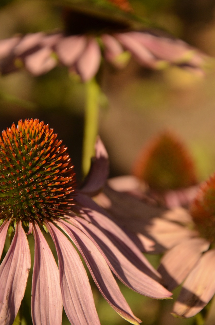 flowers plants macro free photo