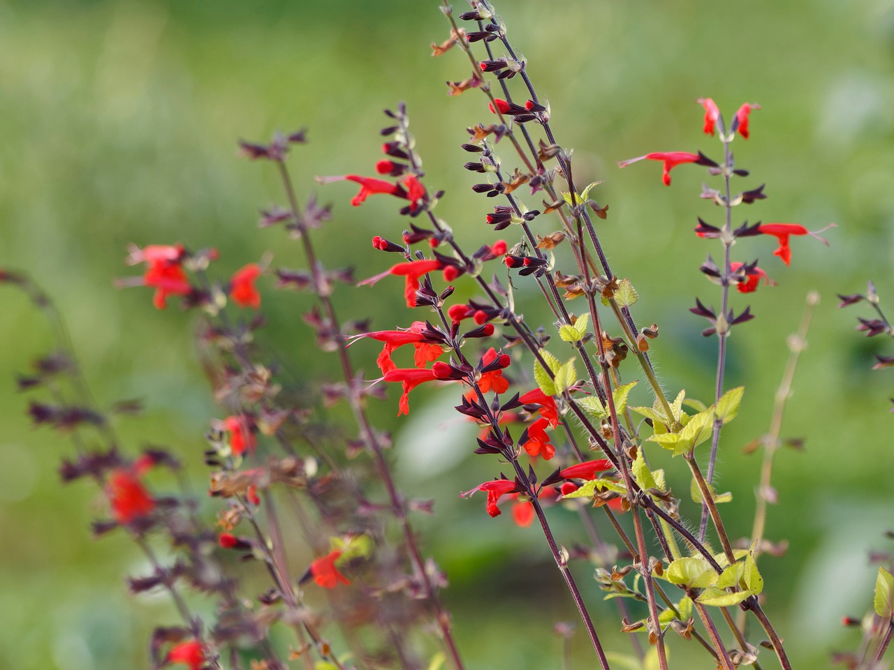 flowers sage sage glowing free photo