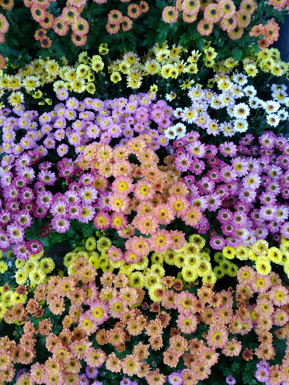 flowers beautiful pixar bay free photo