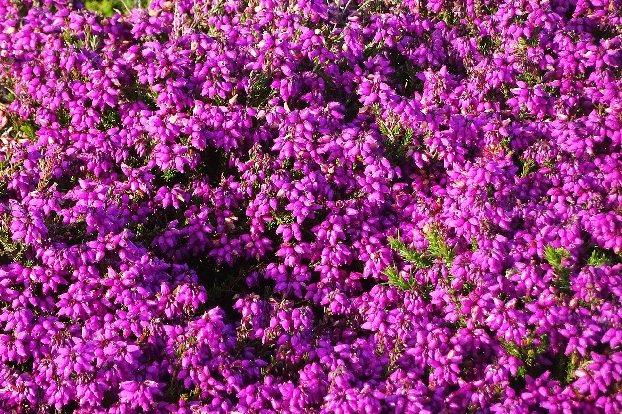 flowers purple heather free photo