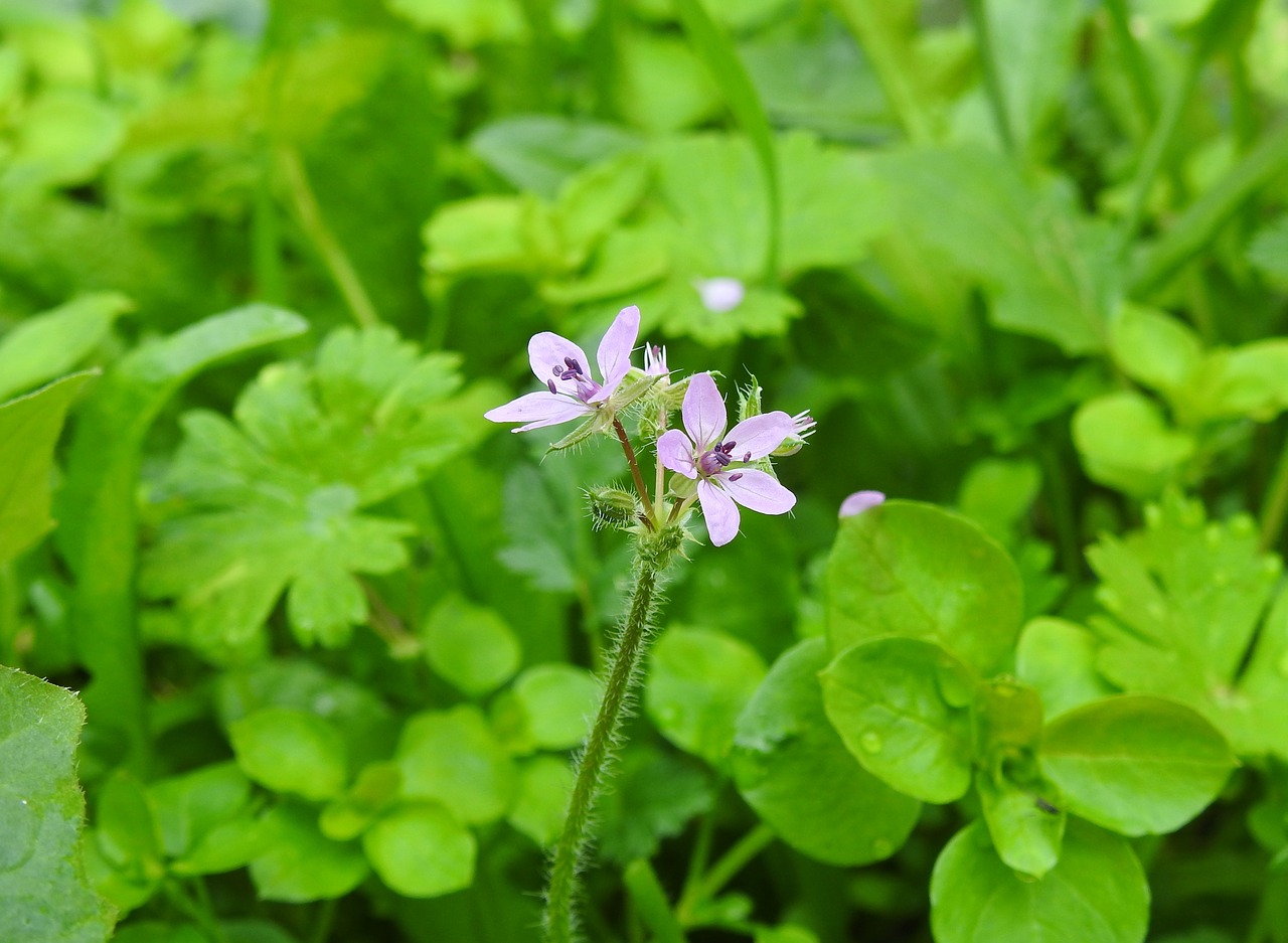 flowers purple purple flowers free photo