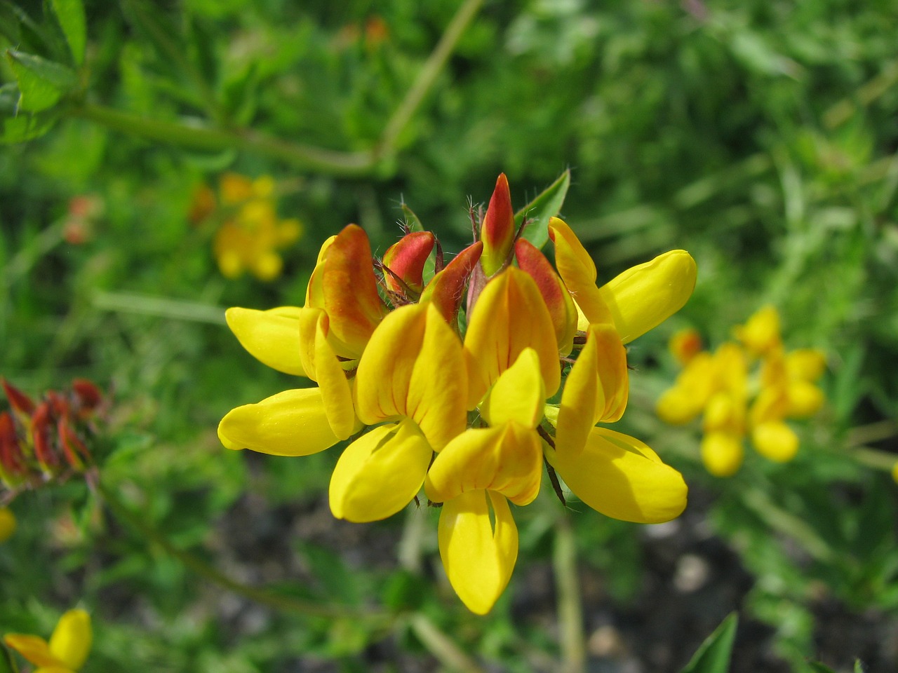 flowers wild flowers yellow free photo