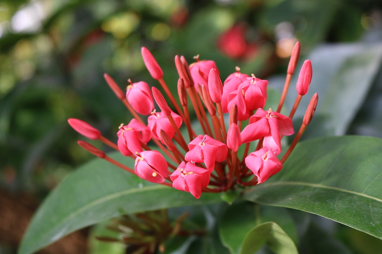 flowers red pink free photo