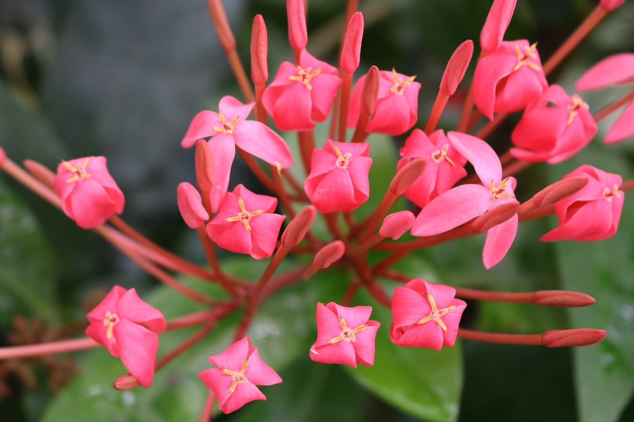 flowers red pink free photo