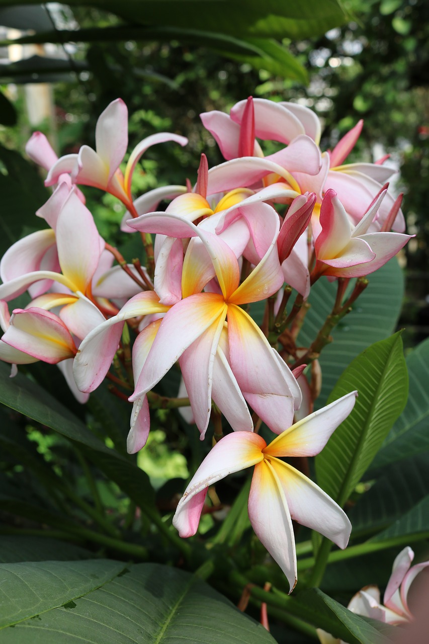 flowers white yellow free photo