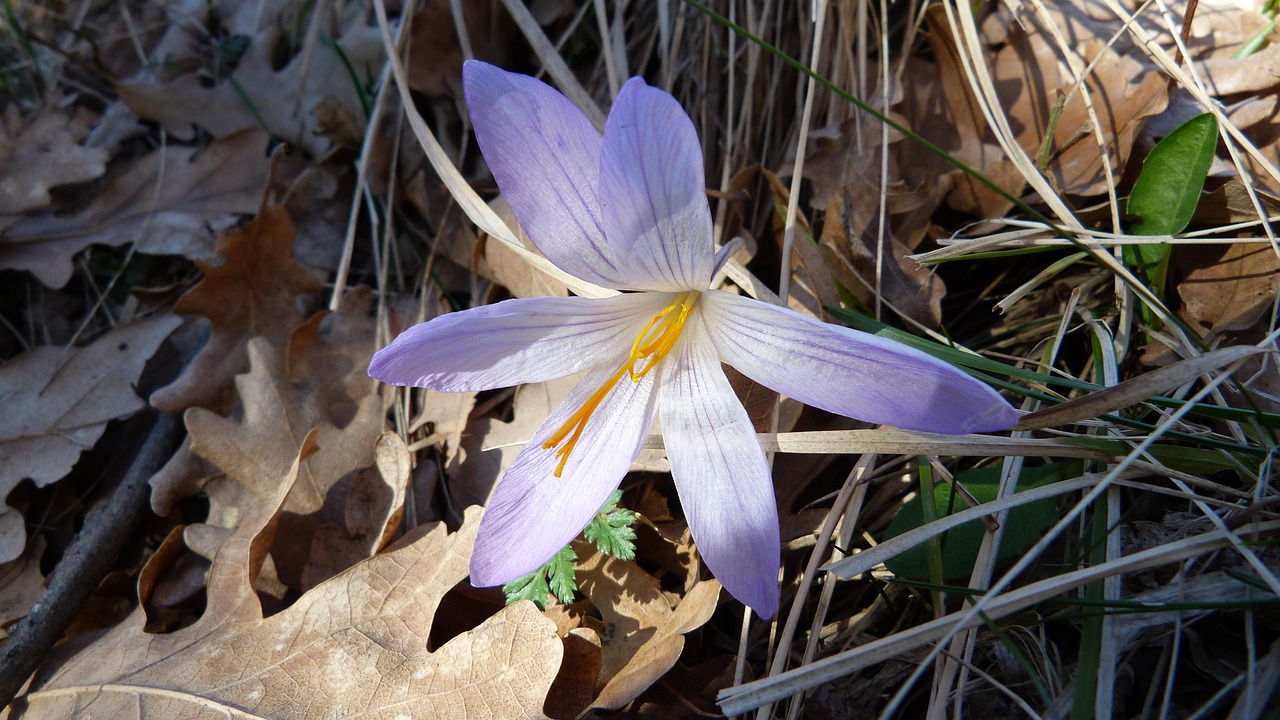 flowers nature macro free photo